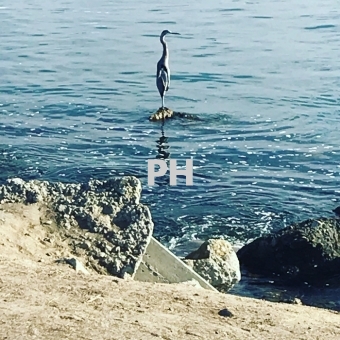 Egret standing tall