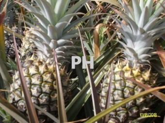Pineapple Growth