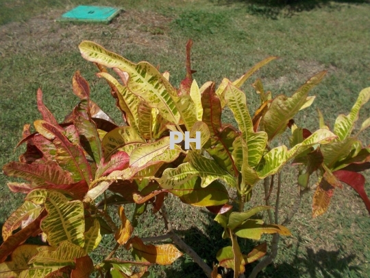 Tropical plants-Crotons